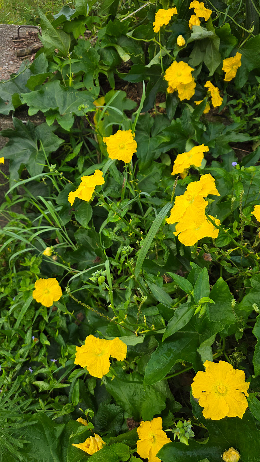 수세미 꽃